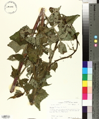 Lactuca floridana image