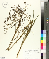 Lactuca floridana image