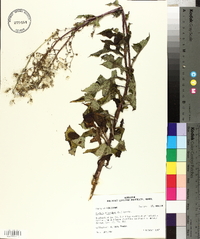 Lactuca floridana image