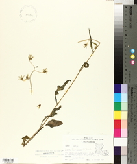 Lactuca floridana image