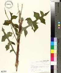 Lactuca floridana image