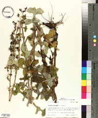 Lactuca floridana image