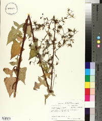 Lactuca floridana image