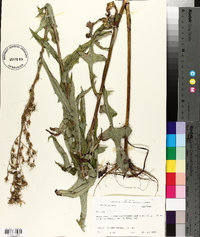 Lactuca ludoviciana image