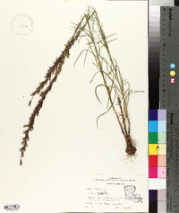 Liatris acidota image