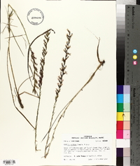 Liatris acidota image