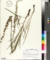 Liatris acidota image