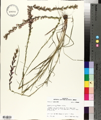 Liatris acidota image