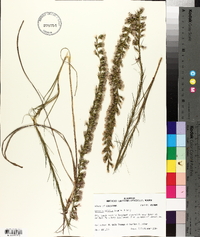 Liatris acidota image