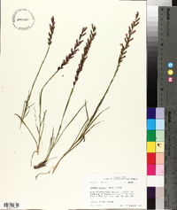 Liatris acidota image