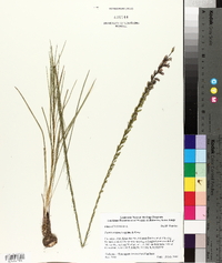 Liatris acidota image