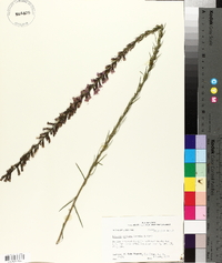 Liatris acidota image