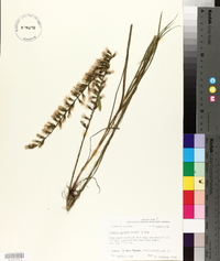 Liatris acidota image