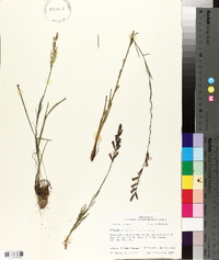 Liatris acidota image