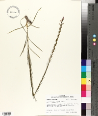 Liatris acidota image