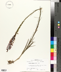 Liatris acidota image