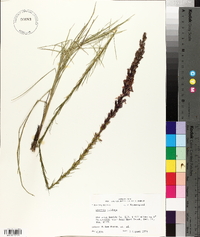 Liatris acidota image