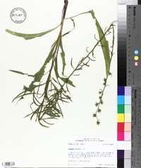 Liatris aspera image