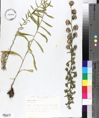 Liatris aspera image