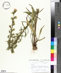 Liatris aspera image