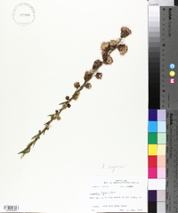 Liatris aspera image