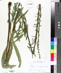 Liatris aspera image