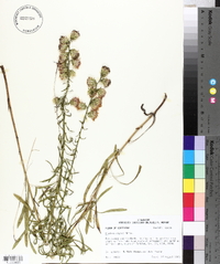 Liatris aspera image