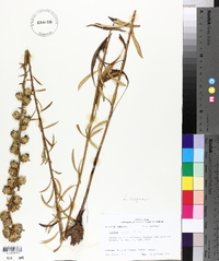 Liatris aspera image