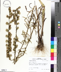 Liatris aspera image