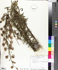 Liatris aspera image