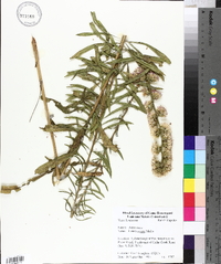 Liatris aspera image