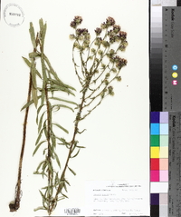 Liatris aspera image