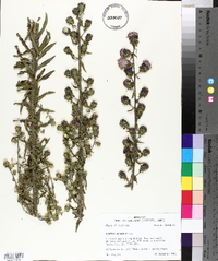 Liatris aspera image