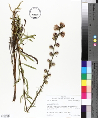 Liatris aspera image