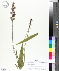 Liatris aspera image