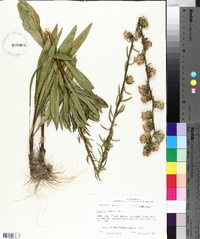 Liatris aspera image