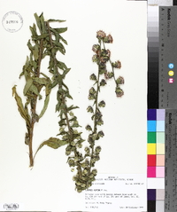 Liatris aspera image