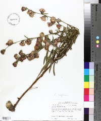 Liatris aspera image