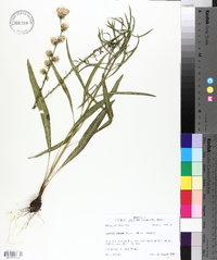 Liatris aspera image