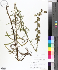 Liatris aspera image