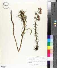 Liatris aspera image