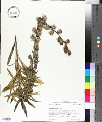 Liatris aspera image