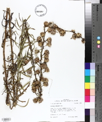 Liatris aspera image