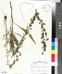 Liatris aspera image