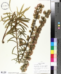 Liatris aspera image