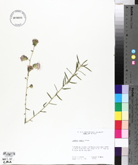 Liatris aspera image