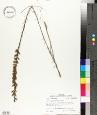 Liatris acidota image