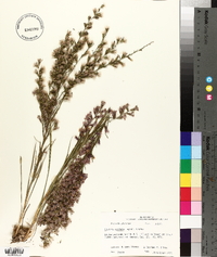 Liatris acidota image