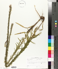 Liatris elegans image