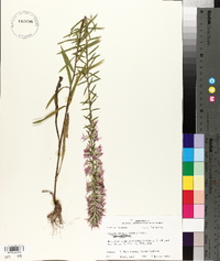 Liatris elegans image